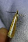 Catoptria bolivari