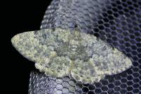 Charissa obscurata obscurata