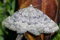 Charissa obscurata obscurata