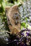 Chersotis cuprea