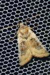 Chersotis cuprea