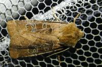 Chersotis cuprea