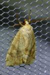 Cosmia trapezina