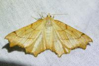 Ennomos quercinaria