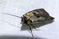 Epilecta linogrisea