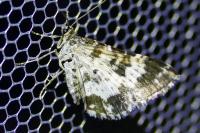 Epirrhoe tristata