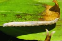 Euclidia glyphica