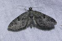 Eupithecia pusillata