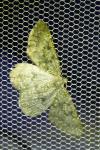 Gnophos obfuscata