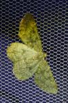 Gnophos obfuscata