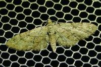 Gymnoscelis rufifasciata
