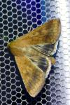 Helicoverpa armigera