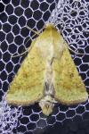 Helicoverpa armigera
