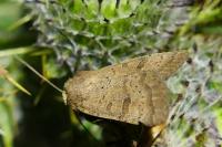 Hoplodrina
