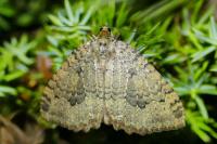 Triphosa tauteli