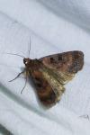 Xestia stigmatica
