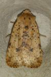 Conistra rubiginea