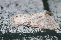 Cerura erminea