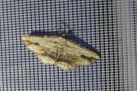 Menophra abruptaria