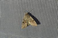 Orthosia incerta