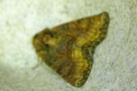 Oligia