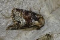 Oligia
