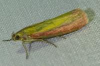 Oncocera semirubella