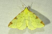 Opisthograptis luteolata