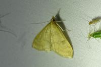Ostrinia nubilalis