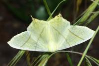 Ourapteryx sambucaria