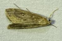 Parapoynx stratiotata