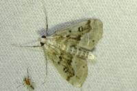Parapoynx stratiotata