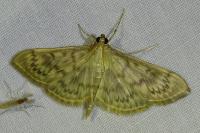 Patania ruralis