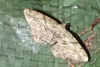 Peribatodes rhomboidaria rhomboidaria