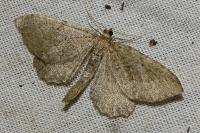 Philereme vetulata