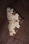 Xanthorhoe fluctuata