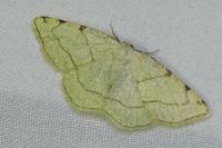 Stegania trimaculata