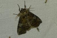Tethea ocularis