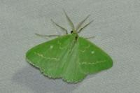 Thetidia smaragdaria