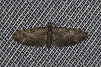 Eupithecia abbreviata