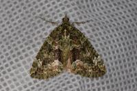 Chloroclysta siterata