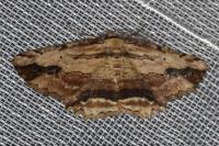 Menophra abruptaria