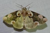 Thyatira batis