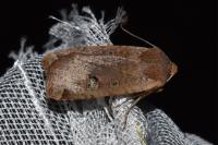 Conistra erythrocephala