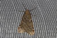 Alsophila aescularia