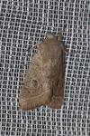 Orthosia cerasi