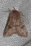 Orthosia incerta