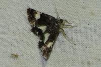 Tyta luctuosa