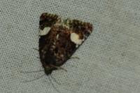 Tyta luctuosa