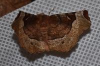 Selenia tetralunaria